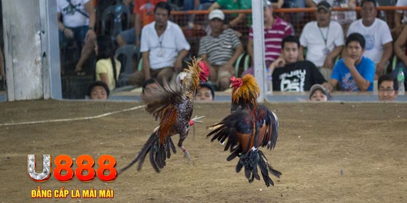 789win1 đăng nhập mậu binh khuyến mãi